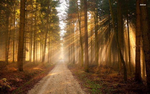 http://phpography.com/sunlit-forest-road.html#gal_post_65122_sunlit-forest-road-wallpaper-1.jpg