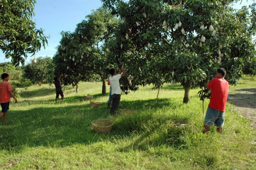 http://www.fruitnet.com/asiafruit/article/180323/philippines-region-targets-mango-exports