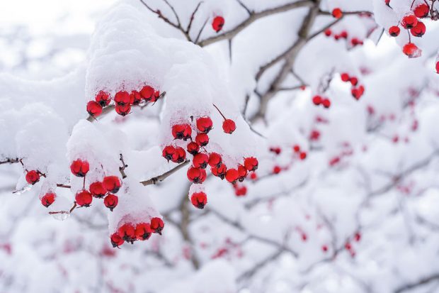 https://fineartamerica.com/featured/red-berries-covered-with-snow-marlon-mullon.html
