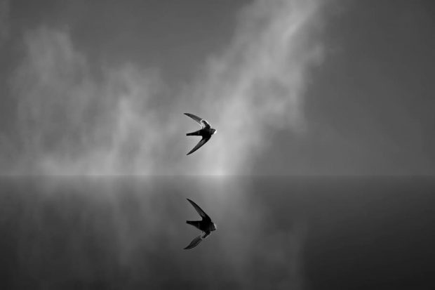 https://www.wallpaperflare.com/two-bird-flying-in-air-schwalbe-dom-sky-clouds-nature-black-and-white-wallpaper-ulfde