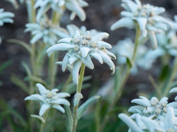 https://www.wallpaperflare.com/flowers-alpine-flowers-edelweiss-plant-growth-beauty-in-nature-wallpaper-adkzm