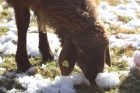 Avis ėda sniegą. dttv nuotr.
