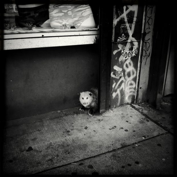 Opossum, Greenpoint. Arūno Kulikausko nuotr.