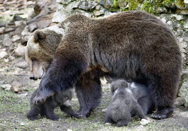 Meška ir lokiukai. https://02varvara.files.wordpress.com/2012/04/00a-ursina-and-her-cubs-28-04-12.jpg?w=1000&h=700