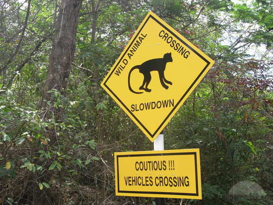 Be pavadinimo. http://images.travelpod.com/tw_slides/ta00/9e9/f46/lots-of-monkeys-on-langkawi-kuah.jpg nuotr.