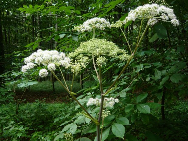 Angelica sylvestris. http://www.botanische-spaziergaenge.at/Bilder/Lumix_6/P1530929.JPG