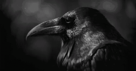 https://media.tenor.com/images/82d33197522f5c5cd8b911f439c3506d/tenor.gif
