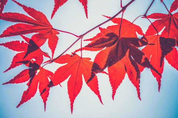 https://unsplash.com/photos/FDJ371PeyhY