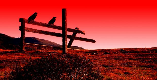 https://www.wallpaperup.com/194745/crow_raven_red_psychedelic_fence_bird_f.html