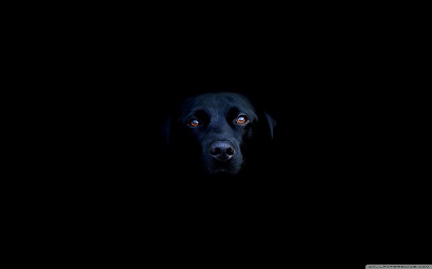 https://wallpaperaccess.com/black-dog