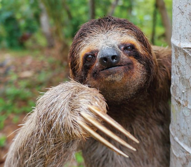 https://www.worldlandtrust.org/wp-content/uploads/2017/09/sloth.jpg
