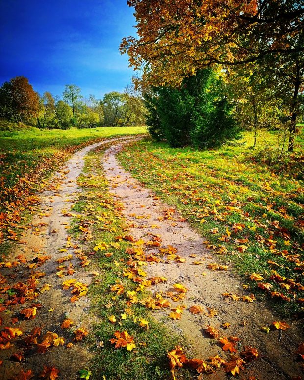 Rudens kelias. Onutės Gaidamavičiūtės nuotr.