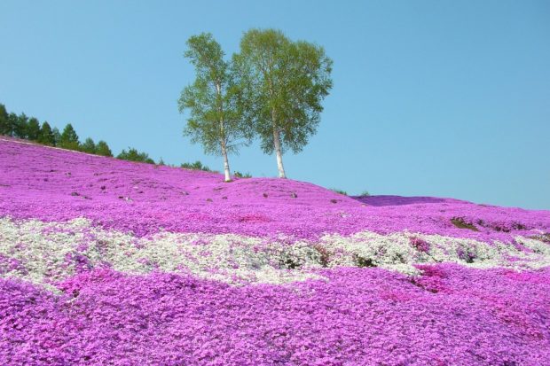 https://en.japantravel.com/guide/5-spots-for-spring-color-in-hokkaido/68711