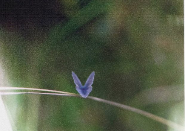 Melsvys. Onutės Gaidamavičiūtės fotografija