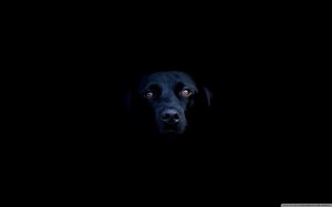 https://wallpaperaccess.com/black-dog
