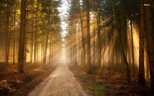 http://phpography.com/sunlit-forest-road.html#gal_post_65122_sunlit-forest-road-wallpaper-1.jpg