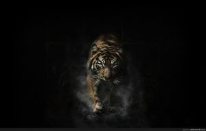 https://www.pinterest.com/pin/545357836123950941/