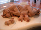 Patricia Piccinini, "The Young Family". fredhandl.blogspot.com nuotr.
