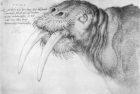 Albrecht Dürer. Vėplio galva. 1521. https://apesandangels.files.wordpress.com/2013/02/head-of-a-walrus-1521.jpg