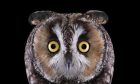 Pelėdos tikrai yra pelėdos, kad ir ką teigtų Juodoji Ložė. http://www.szeretlekmagyarorszag.hu/wp-content/uploads/2015/02/Portraits-of-Owls-Brad-Wilson-9-677x677.jpg