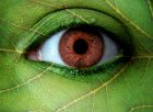 Gamtos Akis. http://fc06.deviantart.net/fs46/f/2009/202/0/4/nature_eye_by_Causus.jpg