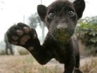 http://www.animalstown.com nuotr.