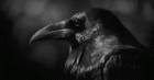 https://media.tenor.com/images/82d33197522f5c5cd8b911f439c3506d/tenor.gif