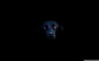 https://wallpaperaccess.com/black-dog