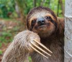 https://www.worldlandtrust.org/wp-content/uploads/2017/09/sloth.jpg
