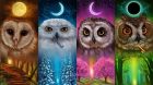 https://www.wallpaperflare.com/seasons-moon-owl-autumn-winter-spring-summer-moon-phases-wallpaper-ozrt