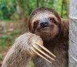 https://www.worldlandtrust.org/wp-content/uploads/2017/09/sloth.jpg